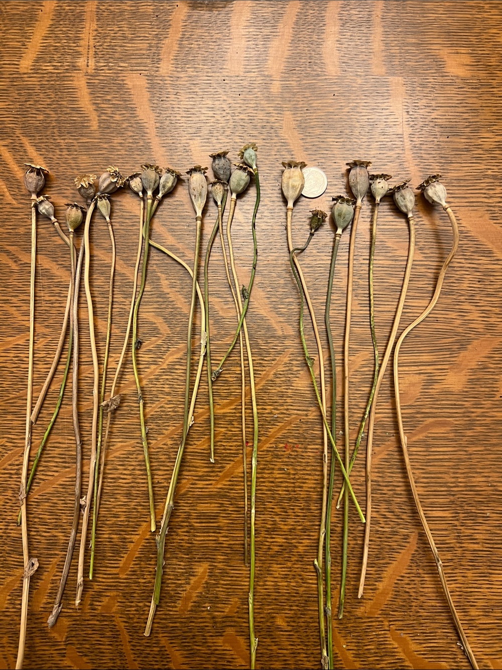 Dried Poppy Pods Stems Bundle - Natural Brown & Green. Tiny size